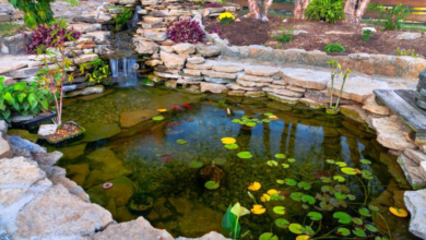 How to Get Cleaner Pond Water for 1000-Gallon Gardens – Step-by-Step