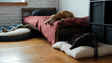 Big Dog Beds for Sale: Comfort and Support for Your Large Breed Companion 