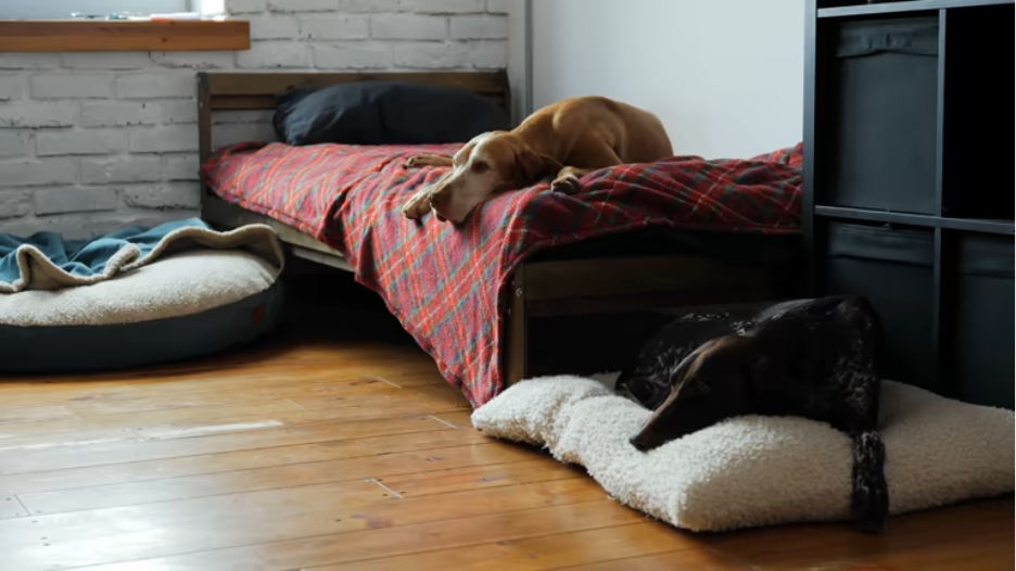 Big Dog Beds for Sale: Comfort and Support for Your Large Breed Companion 