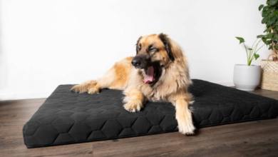 How a Nest Pet Bed Improves Rest and Reduces Anxiety
