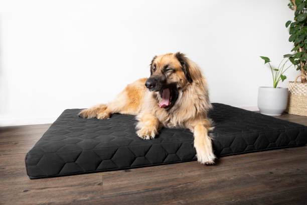 How a Nest Pet Bed Improves Rest and Reduces Anxiety