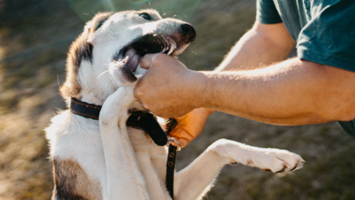 Dog Bite Injuries: Why Legal Help Matters?