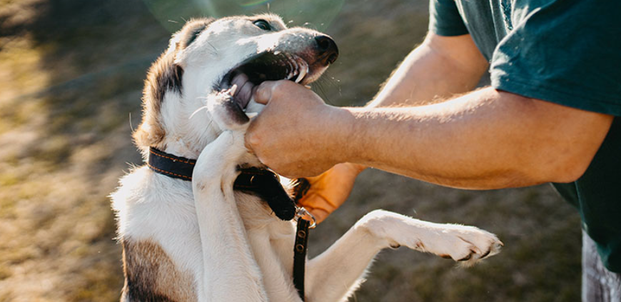Dog Bite Injuries: Why Legal Help Matters?